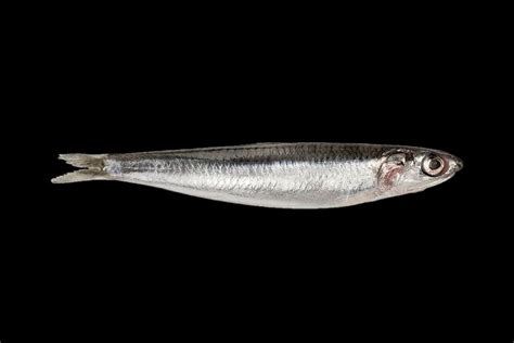 Pescado azul boquerón