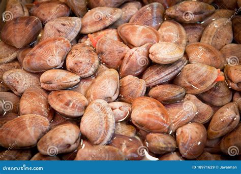 Almejas frescas en un mercado