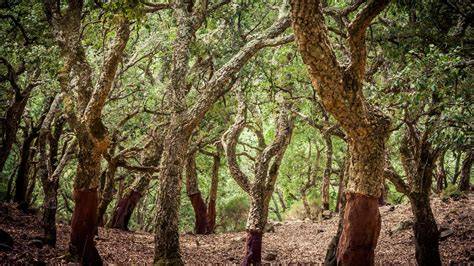Paisaje del Parque Natural de Los Alcornocales y sus bosques de alcornoques