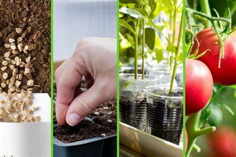 Semillas de tomate guardadas para futuras siembras