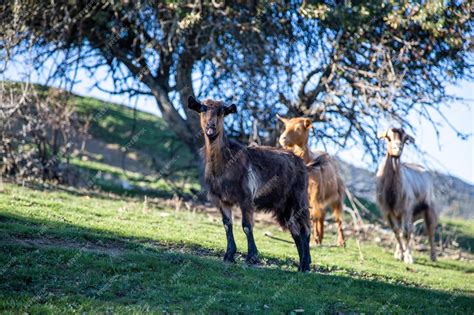Rebaño de cabras pastando en El Hierro
