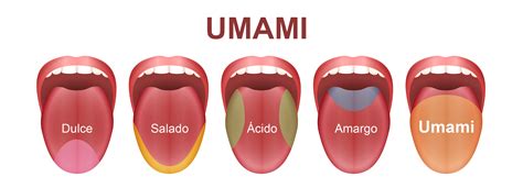 Representación del sabor umami