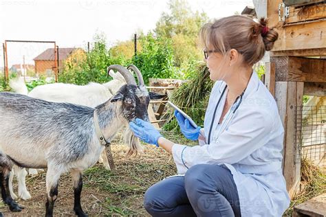 Veterinario vacunando una cabra contra la PPR