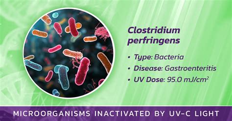 Representación de Clostridium perfringens