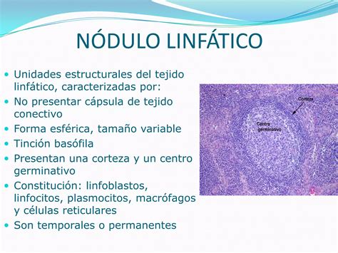 Absceso en un nódulo linfático de una cabra