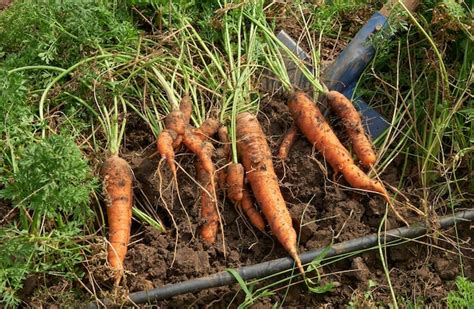 Varias zanahorias con diferentes formas y tamaños