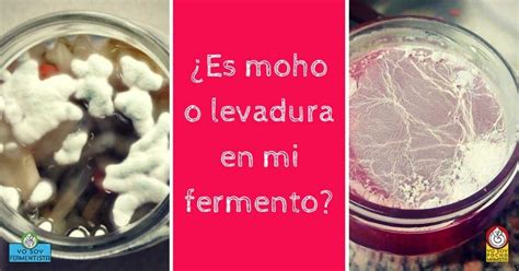 Comparación visual de levadura y moho en fermentos