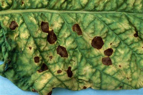 Manchas foliares de Alternaria en hoja de berenjena con anillos concéntricos