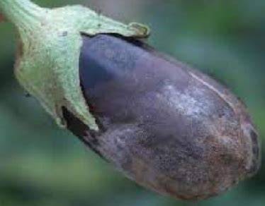 Fruto de berenjena afectado por Botrytis