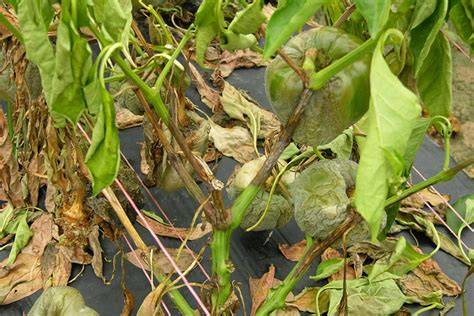Frutos de berenjena con podredumbre causada por Phytophthora