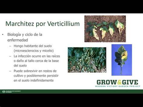 Corte transversal de tallo de berenjena con marchitez por Verticillium