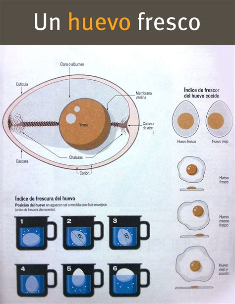 Infografía sobre frescura de huevos