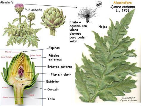 Ilustración de una alcachofa con sus partes internas
