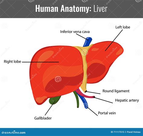 Diagrama del hígado humano