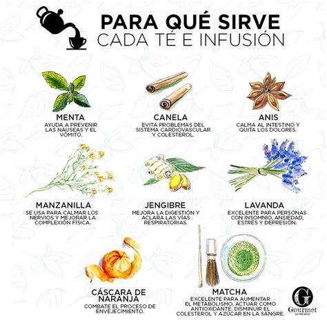 Ilustración de hierbas medicinales para infusiones