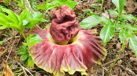 Planta de Konjac
