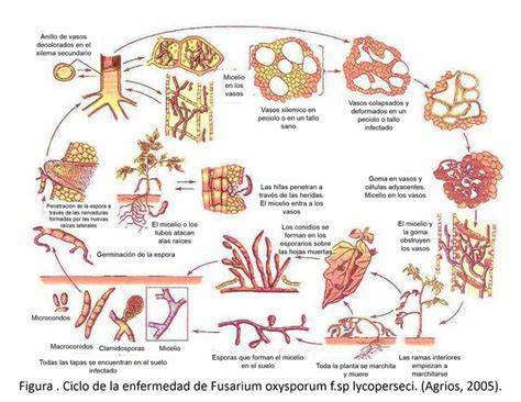 Diagrama del ciclo de vida del hongo Fusarium