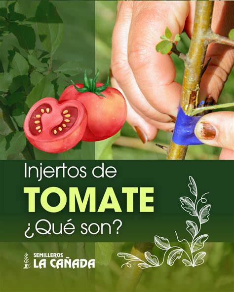 Esquema de un tomate injertado con portainjerto resistente