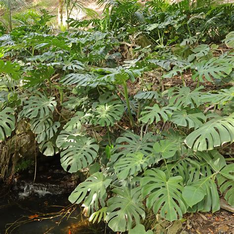 Ilustración comparativa de hoja de Monstera Deliciosa y Filodendro