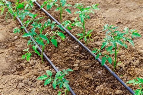 Riego adecuado de tomates cherry