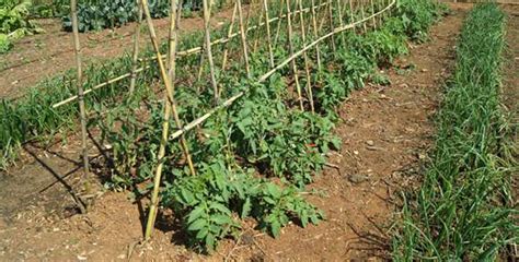 Tutorado de plantas de tomate cherry