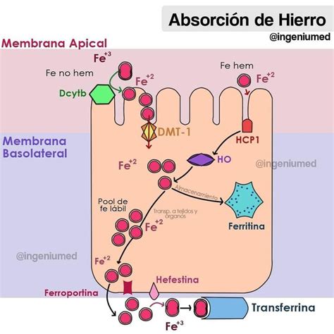 Esquema de la absorción de hierro en el cuerpo