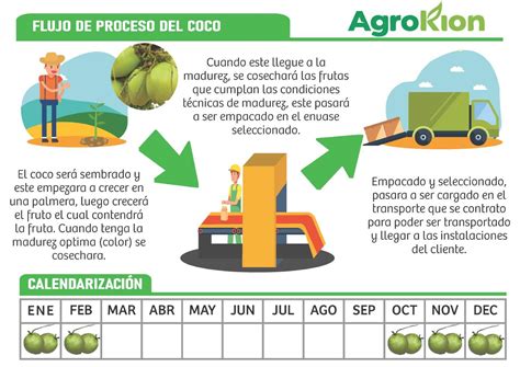 Infografía sobre el proceso de obtención del coco rallado, desde el coco fresco hasta el producto final