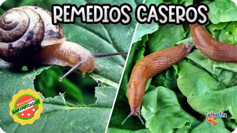 Ilustración de caracoles y babosas en una planta de calabaza