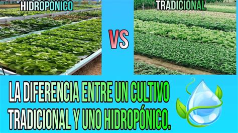 Diagrama comparativo: Cultivo hidropónico vs. Cultivo tradicional en suelo