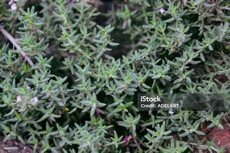 Planta de tomillo fresca en un jardín
