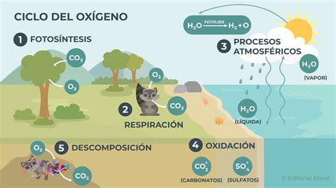 Gráfico de la evolución del oxígeno disuelto en el vino a lo largo del tiempo