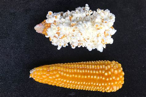 Grano de maíz palomero