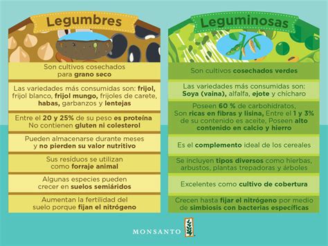 Infografía: Diferencia entre legumbres y verduras en Brasil