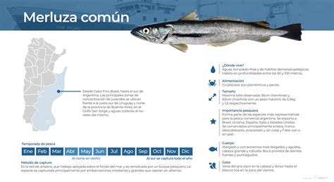 Infografía con diferentes cortes de merluza