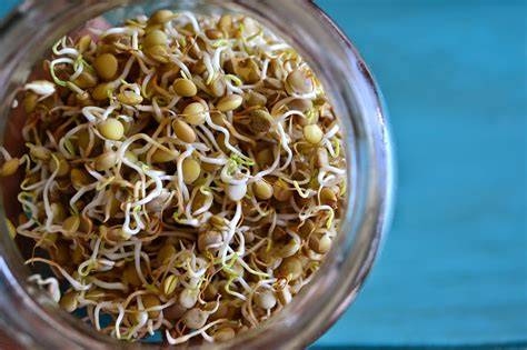 Germinados de lentejas listos para consumir
