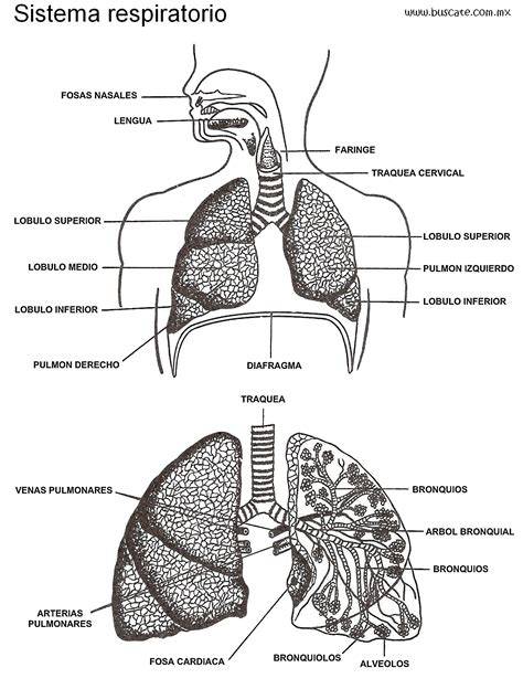 Esquema del sistema respiratorio de un cordero