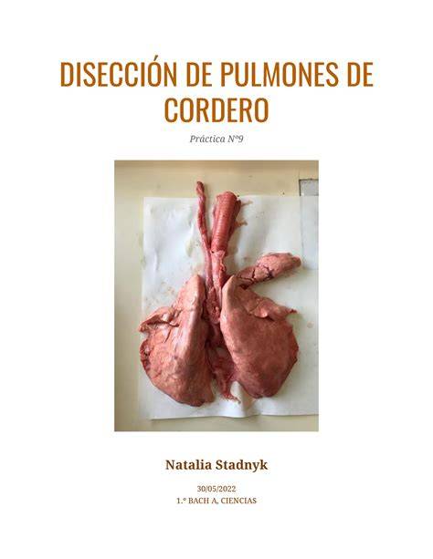Pulmones de cordero en una cubeta de disección mostrando la tráquea y los bronquios