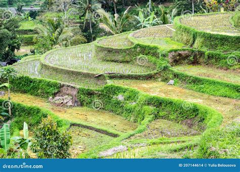 Terrazas de arroz en Bali