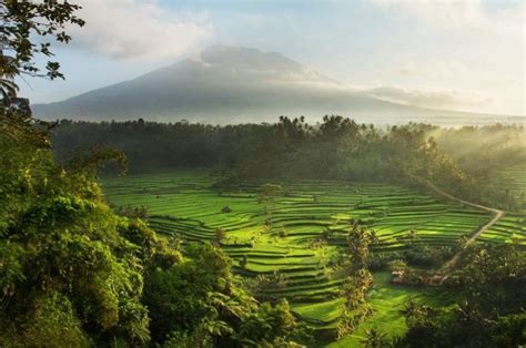 Paisaje rural con arrozales y Monte Agung