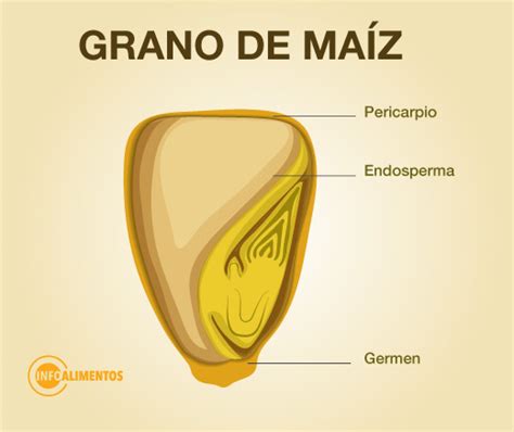 Diagrama de un grano de maíz con sus partes: pericarpio, endospermo y germen.