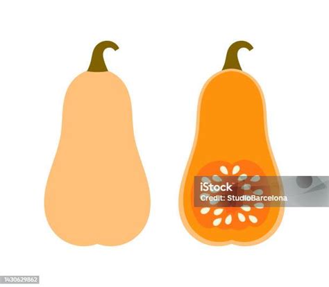 Ilustración de una calabaza butternut en una maceta
