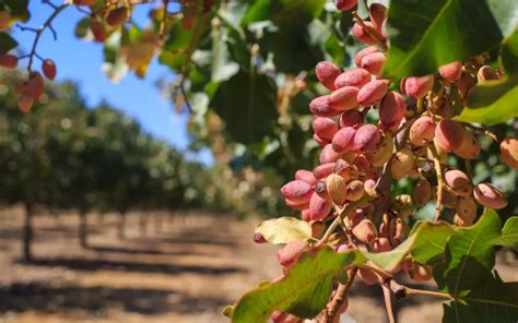 Plantación de pistachos en Castilla La Mancha