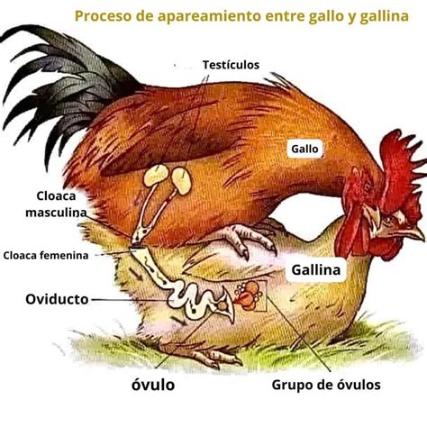 Dimorfismo sexual entre gallo y gallina