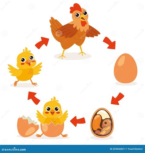 Ciclo de vida de un pollo