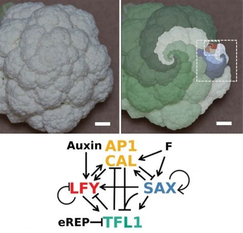 Diagrama de la estructura fractal de la coliflor