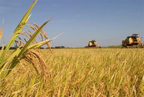 Campo de arroz en Brasil