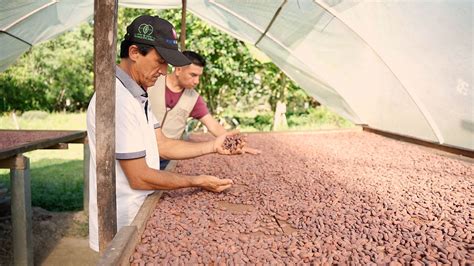 Obtención de muestra de cacao