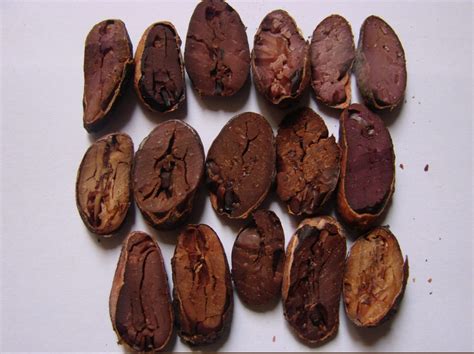 Defectos visuales del grano de cacao
