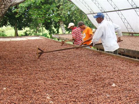 Secando cacao