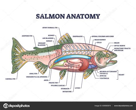 Anatomía del salmón